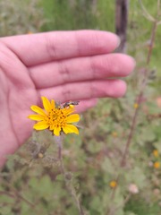 Simsia amplexicaulis