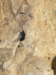 Chlorochroa