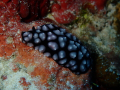 Phyllidiella