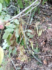 Fraxinus biltmoreana