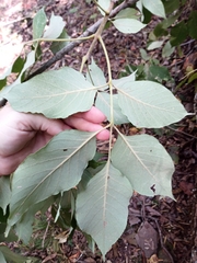 Fraxinus biltmoreana