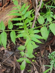 Sambucus gaudichaudiana