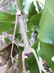 Fraxinus biltmoreana