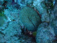 Pleuractis moluccensis