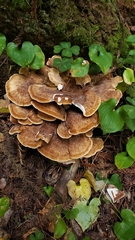 Bondarzewia occidentalis