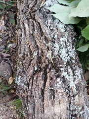 Fraxinus biltmoreana