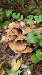 Bondarzewia occidentalis
