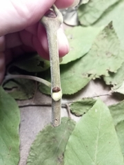 Fraxinus biltmoreana