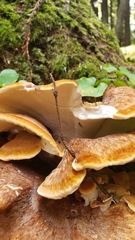 Bondarzewia occidentalis