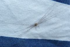 Dicranopalpus ramosus