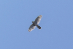 Accipiter cooperii