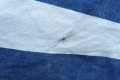 Dicranopalpus ramosus