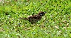 Passer montanus