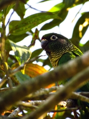 Pyrrhura frontalis