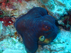 Octopus cyanea