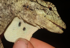 Anolis petersii