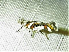 Aristotelia elegantella