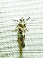 Aristotelia elegantella