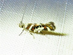 Aristotelia elegantella