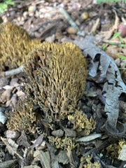 Ramaria stricta