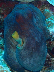Octopus cyanea