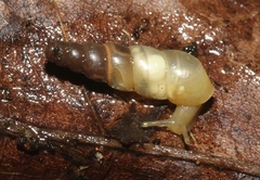 Subulina octona