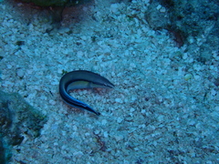 Aspidontus taeniatus