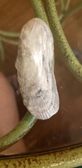 Mytilidae