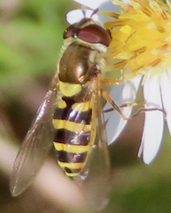 Syrphus rectus