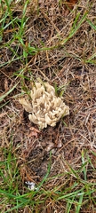 Clavulina cinerea