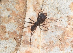 Atta insularis