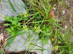 Cyperus lupulinus