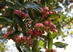 Crataegus crus-galli