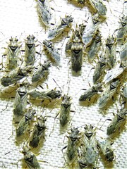 Nysius raphanus