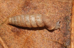 Urocoptidae