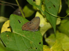 Yphthimoides renata