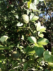Citrus trifoliata