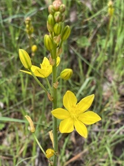 Bulbine bulbosa