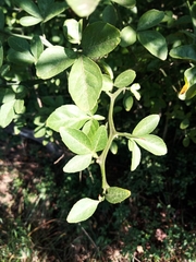 Citrus trifoliata