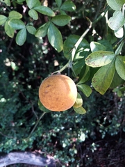 Citrus trifoliata