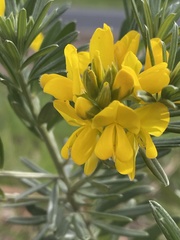 Genista