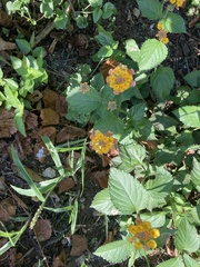 Lantana urticoides