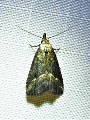 Schrankia macula