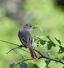 Myiarchus