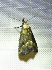 Schrankia macula