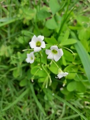 Oxalis alpina