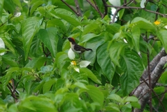 Myzomela jugularis