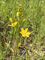 Bulbine bulbosa