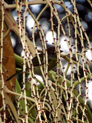 Cyclarhis gujanensis