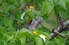 Myzomela jugularis